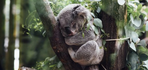 Avustralya'da Hangi Hayvanlar Yaşar